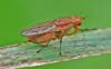 Tetanocera ferruginea